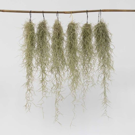 Tillandsia Luftväxt - Set Om 6 - Tillandsia Usneoides - Höjd 25-40Cm - ⌀5Cm