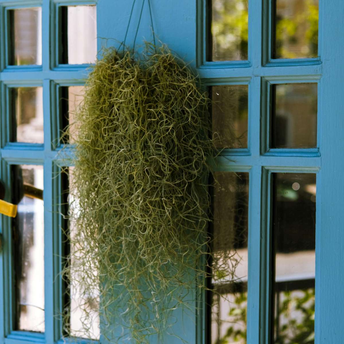 Tillandsia Luftväxt - Set Om 6 - Tillandsia Usneoides - Höjd 25-40Cm - ⌀5Cm