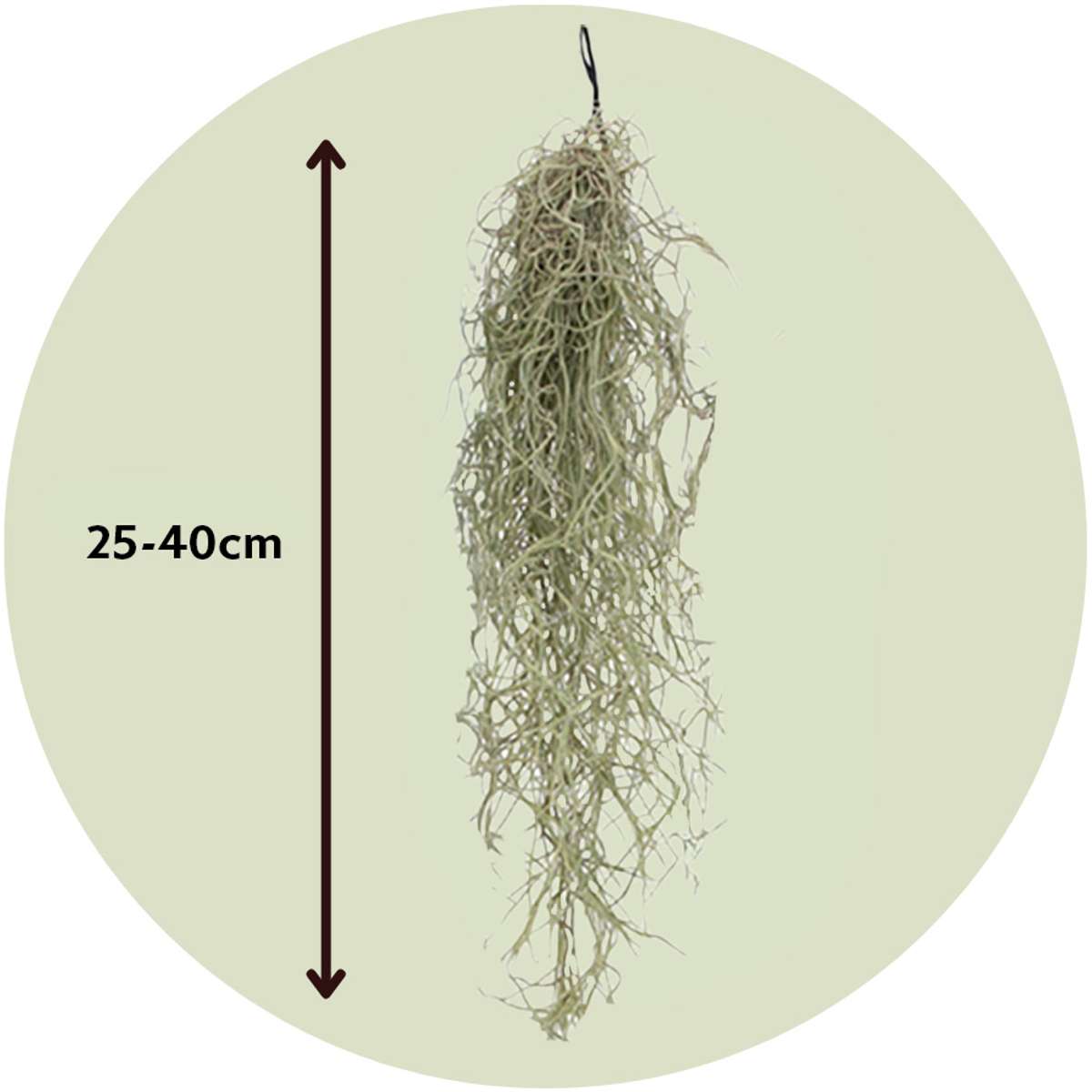 Tillandsia Luftväxt - Set Om 6 - Tillandsia Usneoides - Höjd 25-40Cm - ⌀5Cm