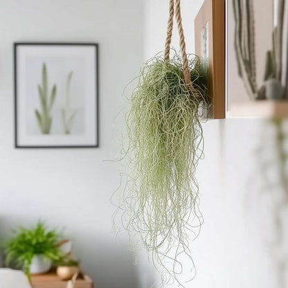 Tillandsia Luftväxt - Set Om 6 - Tillandsia Usneoides - Höjd 25-40Cm - ⌀5Cm