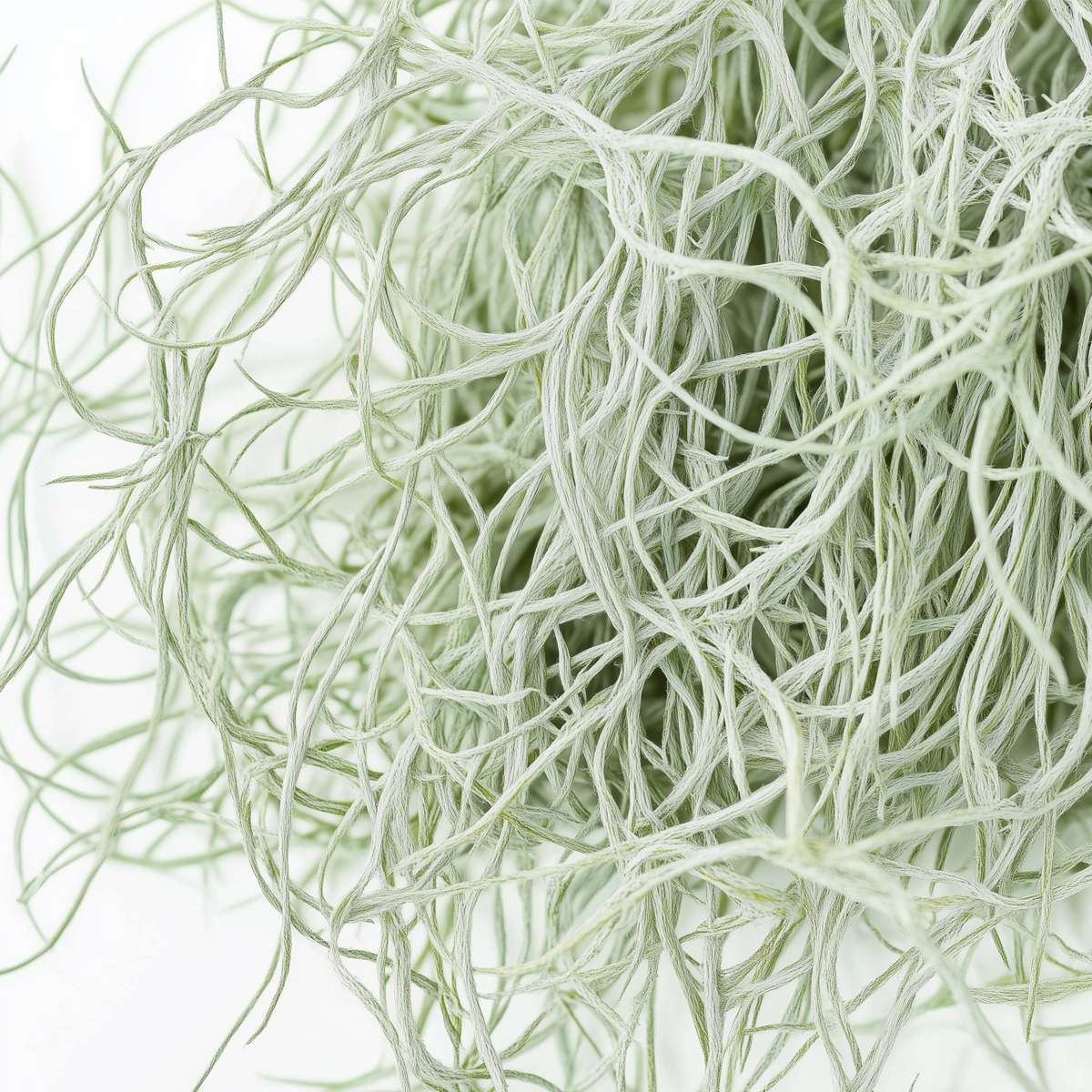 Tillandsia Luftväxt - Set Om 6 - Tillandsia Usneoides - Höjd 25-40Cm - ⌀5Cm