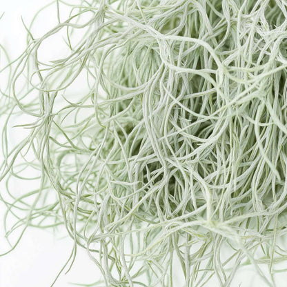 Tillandsia Luftväxt - Set Om 6 - Tillandsia Usneoides - Höjd 25-40Cm - ⌀5Cm