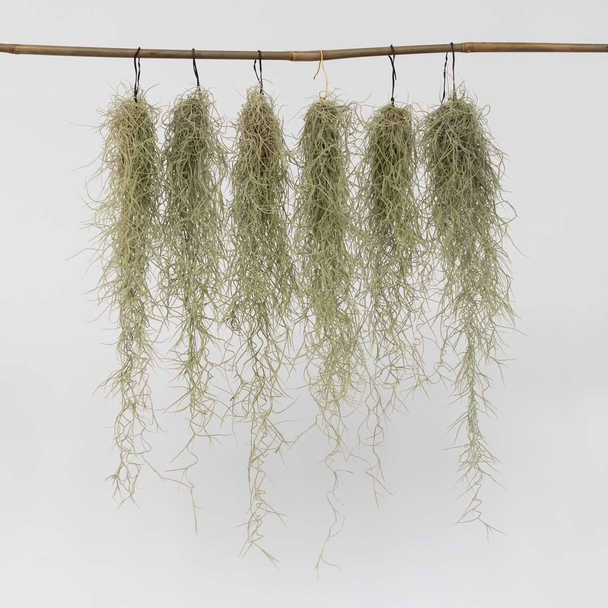 Tillandsia Luftväxt - Set Om 6 - Tillandsia Usneoides - Höjd 25-40Cm - ⌀5Cm