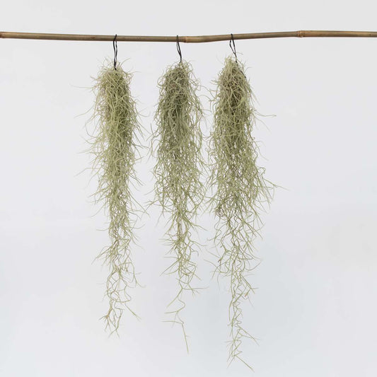 Tillandsia Luftväxt - Set Om 3 - Tillandsia Usneoides - Höjd 25-40Cm - ⌀5Cm