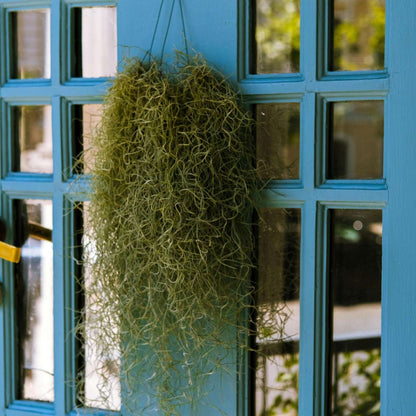 Tillandsia Luftväxt - Set Om 3 - Tillandsia Usneoides - Höjd 25-40Cm - ⌀5Cm