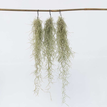 Tillandsia Luftväxt - Set Om 3 - Tillandsia Usneoides - Höjd 25-40Cm - ⌀5Cm