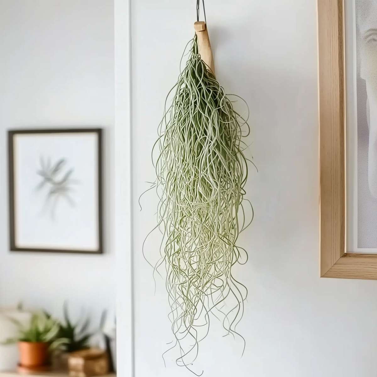 Tillandsia Luftväxt - Set Om 3 - Tillandsia Usneoides - Höjd 25-40Cm - ⌀5Cm