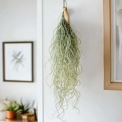 Tillandsia Luftväxt - Set Om 3 - Tillandsia Usneoides - Höjd 25-40Cm - ⌀5Cm
