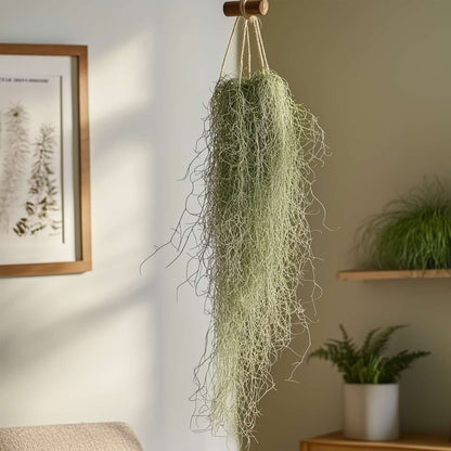 Tillandsia Luftväxt - Set Om 3 - Tillandsia Usneoides - Höjd 25-40Cm - ⌀5Cm