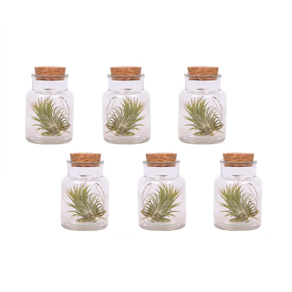Florastore Luftväxt - Set Om 6 - Tillandsia - Höjd 5-15Cm - ⌀5Cm