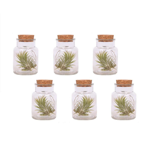 Florastore Luftväxt - Set Om 6 - Tillandsia - Höjd 5-15Cm - ⌀5Cm