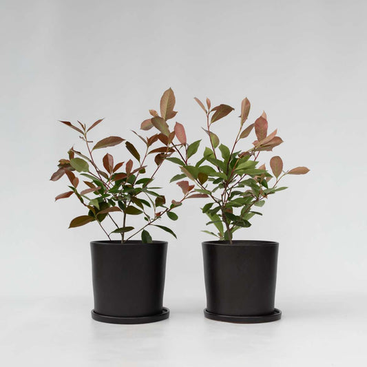 Florastore Snittmispel - Set Om 2 - Photinia Fraseri 'Red Robin' - Höjd 30-40Cm - ⌀17Cm