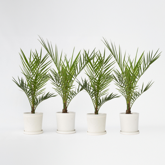 Florastore Kanariepalm - Set Om 4 - Phoenix Canariensis - Höjd 50-60Cm - ⌀15Cm