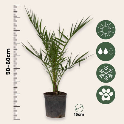 Garden Palms Kanariepalm - Set Om 4 - Phoenix Canariensis - Höjd 50-60Cm - ⌀15Cm