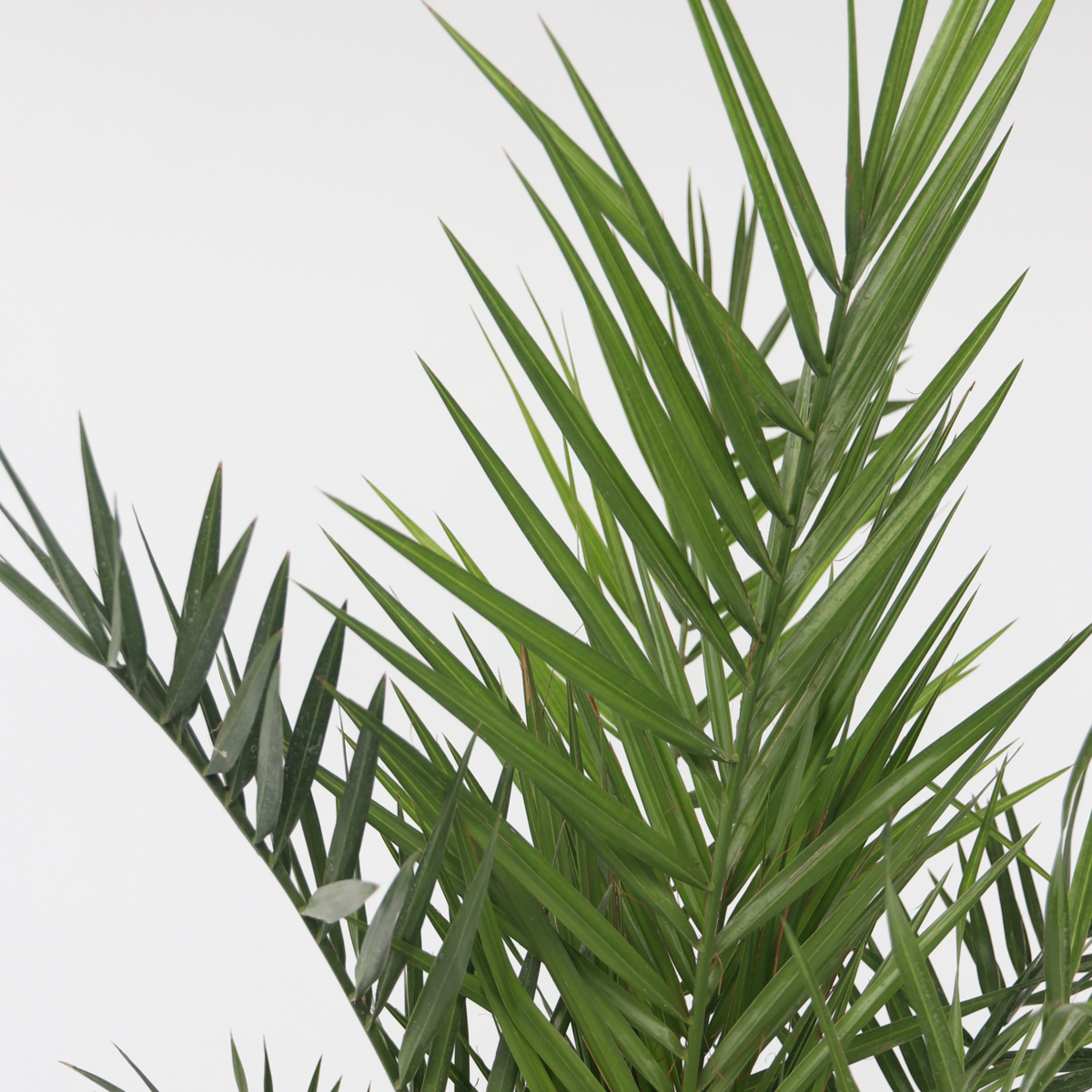 Garden Palms Kanariepalm - Set Om 4 - Phoenix Canariensis - Höjd 50-60Cm - ⌀15Cm