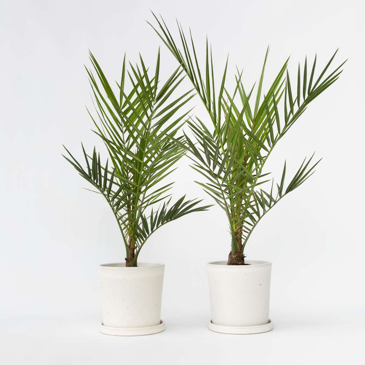 Florastore Kanariepalm - Set Om 2 - Phoenix Canariensis - Höjd 50-60Cm - ⌀15Cm