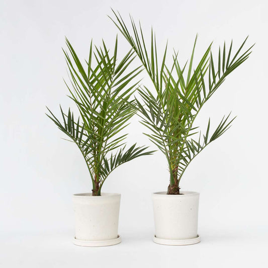 Florastore Kanariepalm - Set Om 2 - Phoenix Canariensis - Höjd 50-60Cm - ⌀15Cm