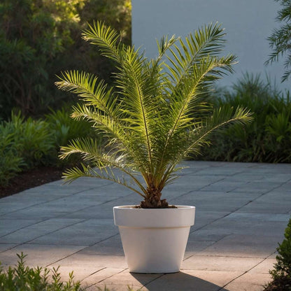 Out Of Category Garden Plants Kanariepalm - Set Om 2 - Phoenix Canariensis - Höjd 50-60Cm - ⌀15Cm