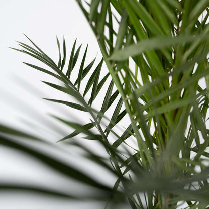 Out Of Category Garden Plants Kanariepalm - Set Om 2 - Phoenix Canariensis - Höjd 50-60Cm - ⌀15Cm