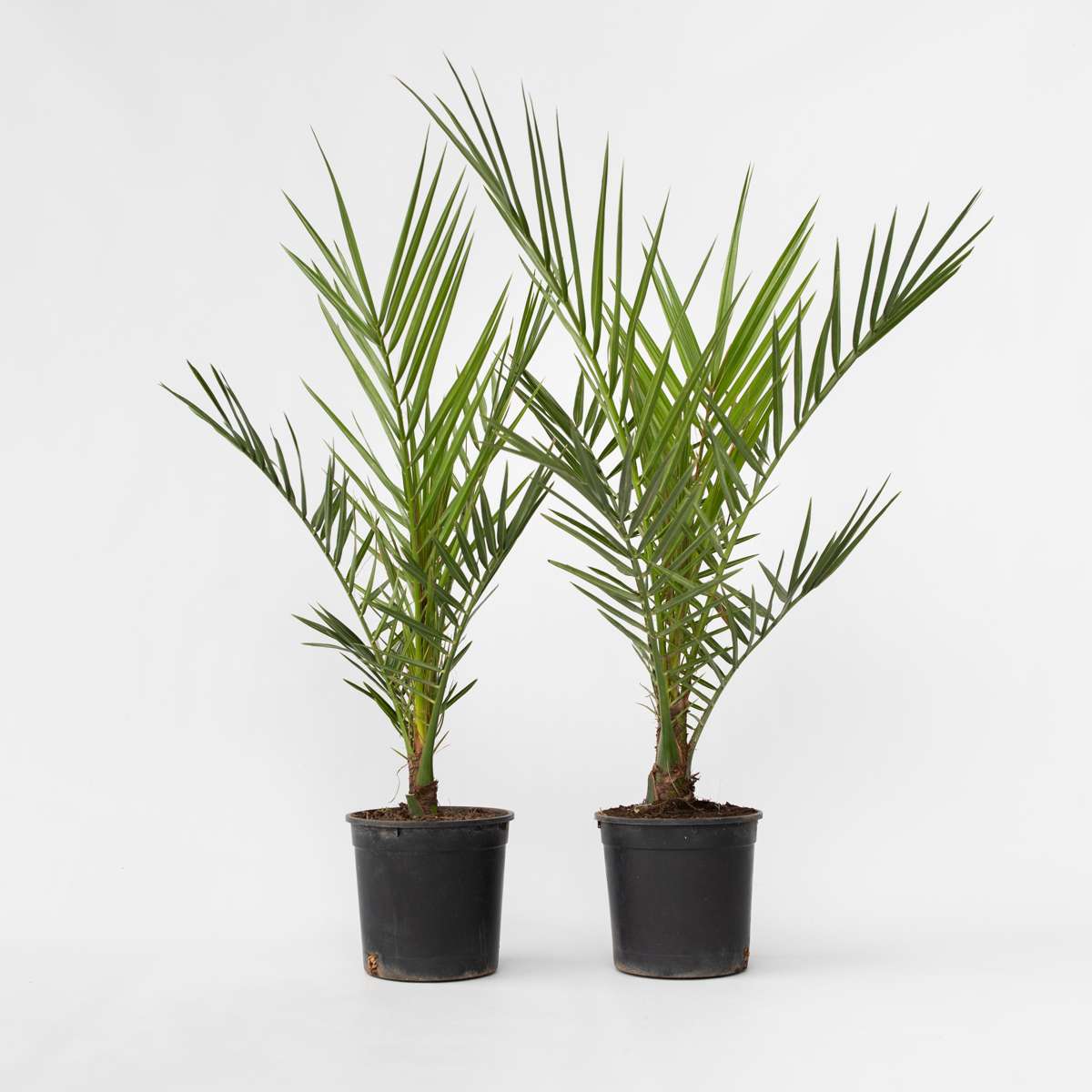 Out Of Category Garden Plants Kanariepalm - Set Om 2 - Phoenix Canariensis - Höjd 50-60Cm - ⌀15Cm