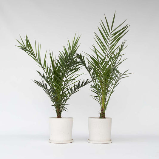 Florastore Kanariepalm - Set Om 2 - Phoenix Canariensis - Höjd 80-100Cm - ⌀19Cm