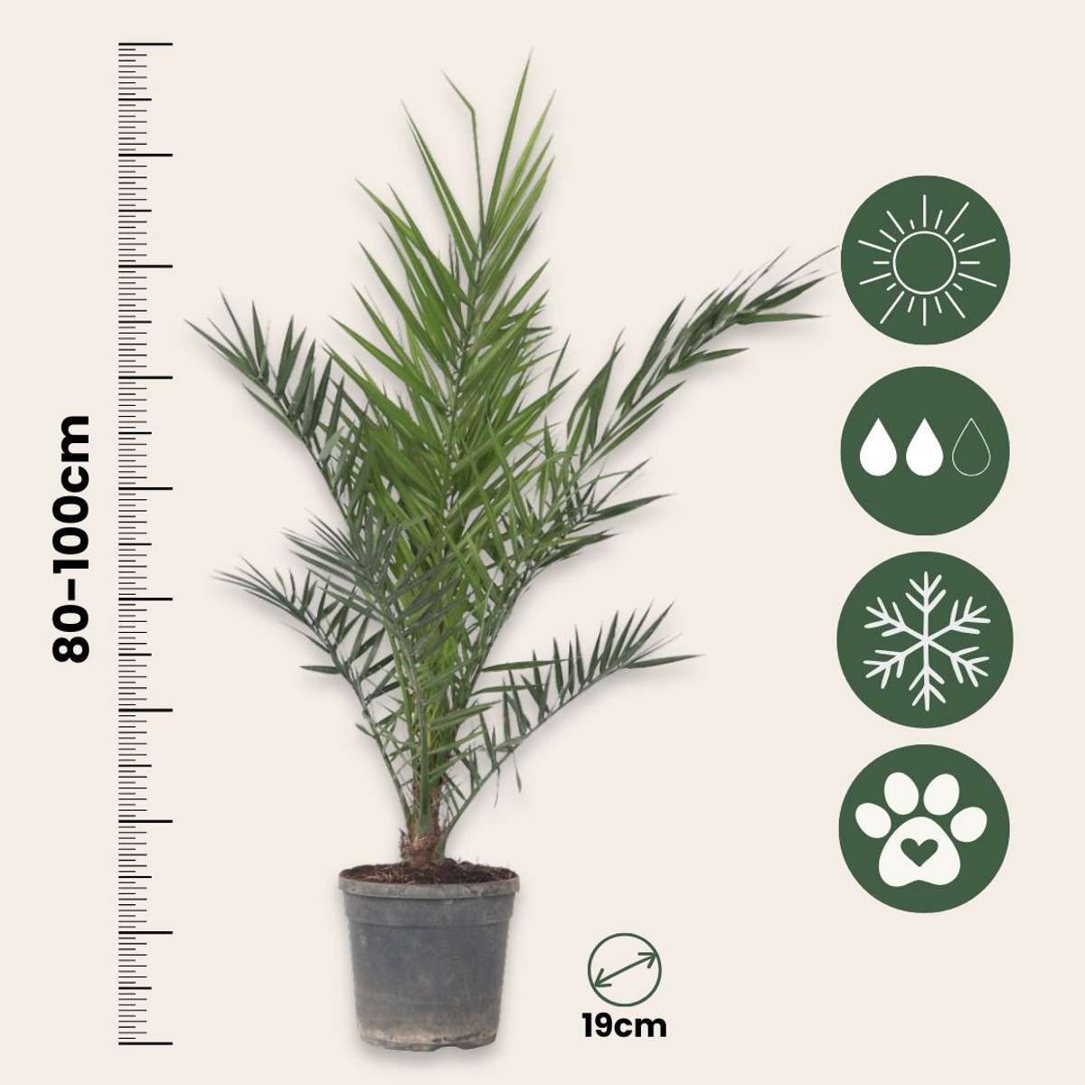 Garden Palms Kanariepalm - Set Om 2 - Phoenix Canariensis - Höjd 80-100Cm - ⌀19Cm