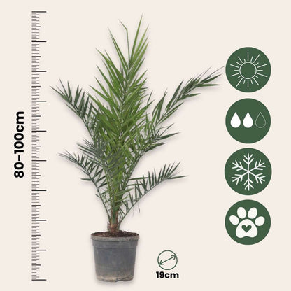 Garden Palms Kanariepalm - Set Om 2 - Phoenix Canariensis - Höjd 80-100Cm - ⌀19Cm