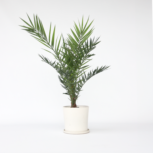 Florastore Kanariepalm - Phoenix Canariensis - Höjd 80-100Cm - ⌀19Cm