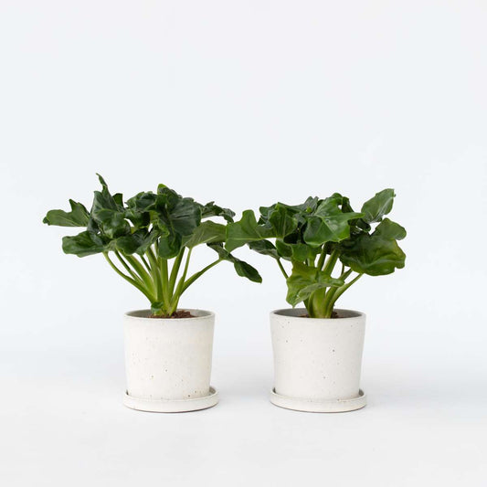 Florastore Filodendron - Set Om 2 - Thaumatophyllum Bipinnatifidum - Höjd 30-40Cm - ⌀12Cm