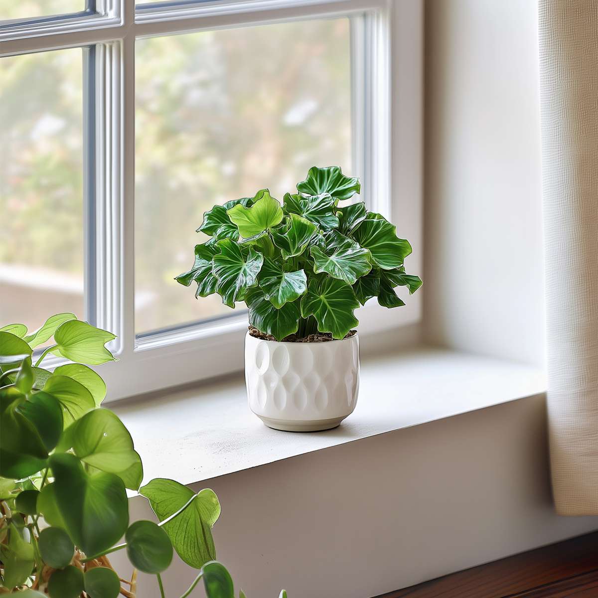 Philodendron Filodendron - Set Om 2 - Thaumatophyllum Bipinnatifidum - Höjd 30-40Cm - ⌀12Cm