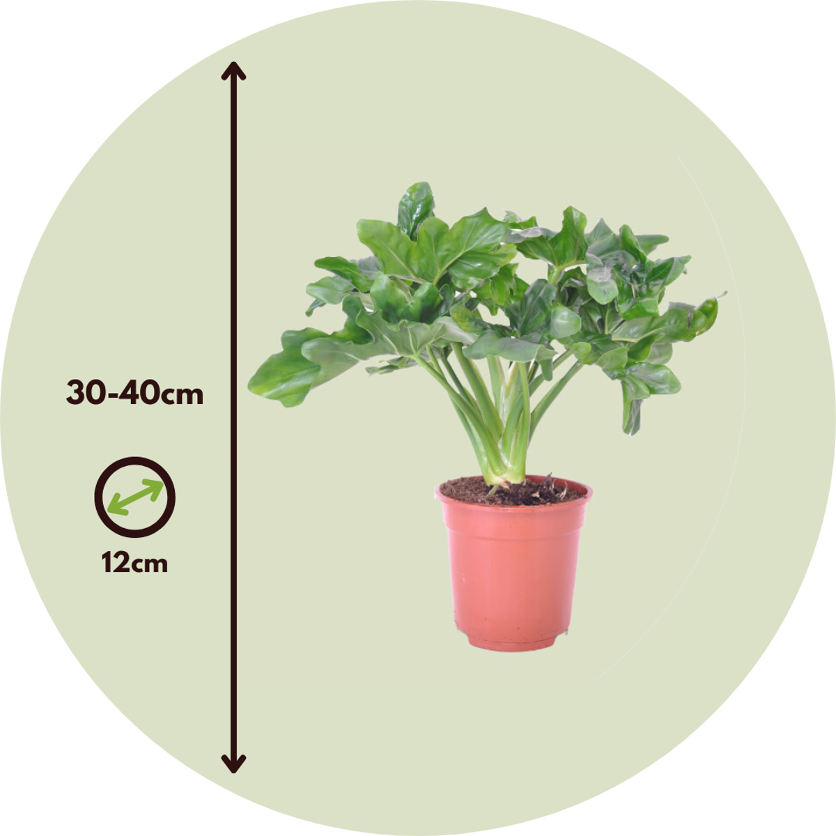 Philodendron Filodendron - Set Om 2 - Thaumatophyllum Bipinnatifidum - Höjd 30-40Cm - ⌀12Cm