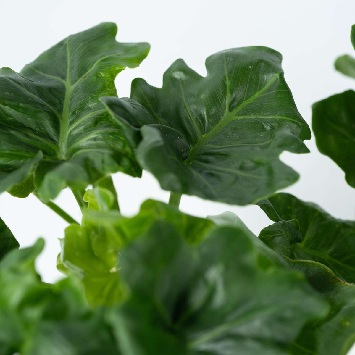 Philodendron Filodendron - Set Om 2 - Thaumatophyllum Bipinnatifidum - Höjd 30-40Cm - ⌀12Cm