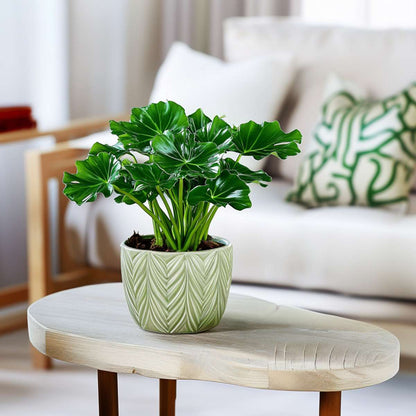 Philodendron Filodendron - Set Om 2 - Thaumatophyllum Bipinnatifidum - Höjd 30-40Cm - ⌀12Cm