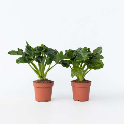 Philodendron Filodendron - Set Om 2 - Thaumatophyllum Bipinnatifidum - Höjd 30-40Cm - ⌀12Cm