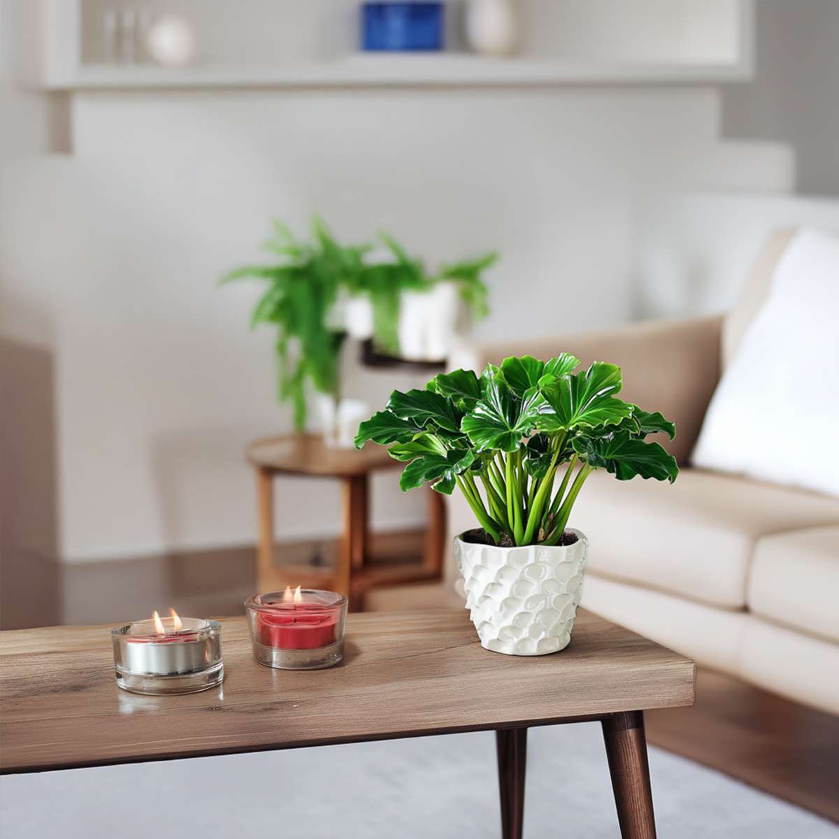 Philodendron Filodendron - Set Om 2 - Thaumatophyllum Bipinnatifidum - Höjd 30-40Cm - ⌀12Cm