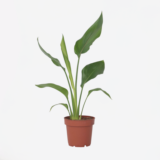 Florastore Papegojblomma - Strelitzia Reginea - Höjd 25-40Cm - ⌀9Cm