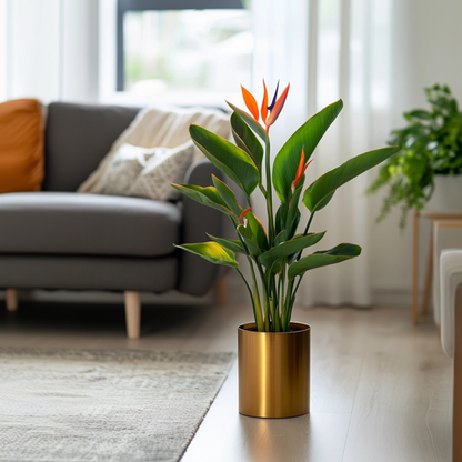 Strelitzia Papegojblomma - Strelitzia Reginea - Höjd 25-40Cm - ⌀9Cm