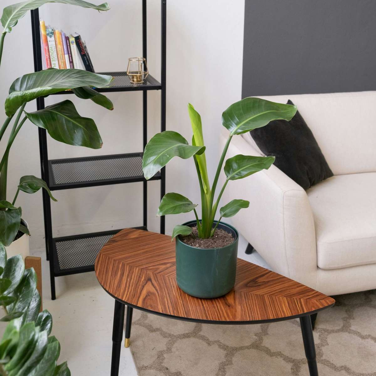 Strelitzia Papegojblomma - Strelitzia Reginea - Höjd 25-40Cm - ⌀9Cm