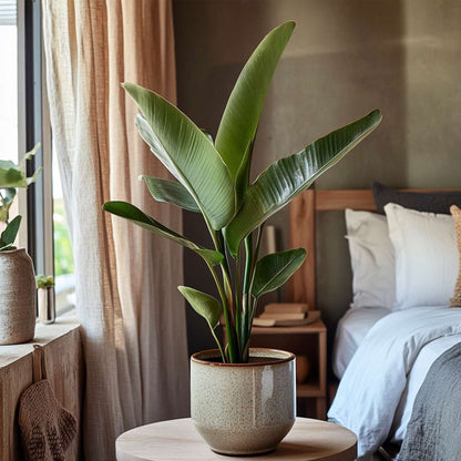 Strelitzia Papegojblomma - Strelitzia Reginea - Höjd 25-40Cm - ⌀9Cm