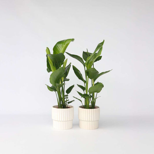 Florastore Vit Papegojblomma - Set Om 2 - Strelitzia Nicolai - Höjd 55-70Cm - ⌀17Cm