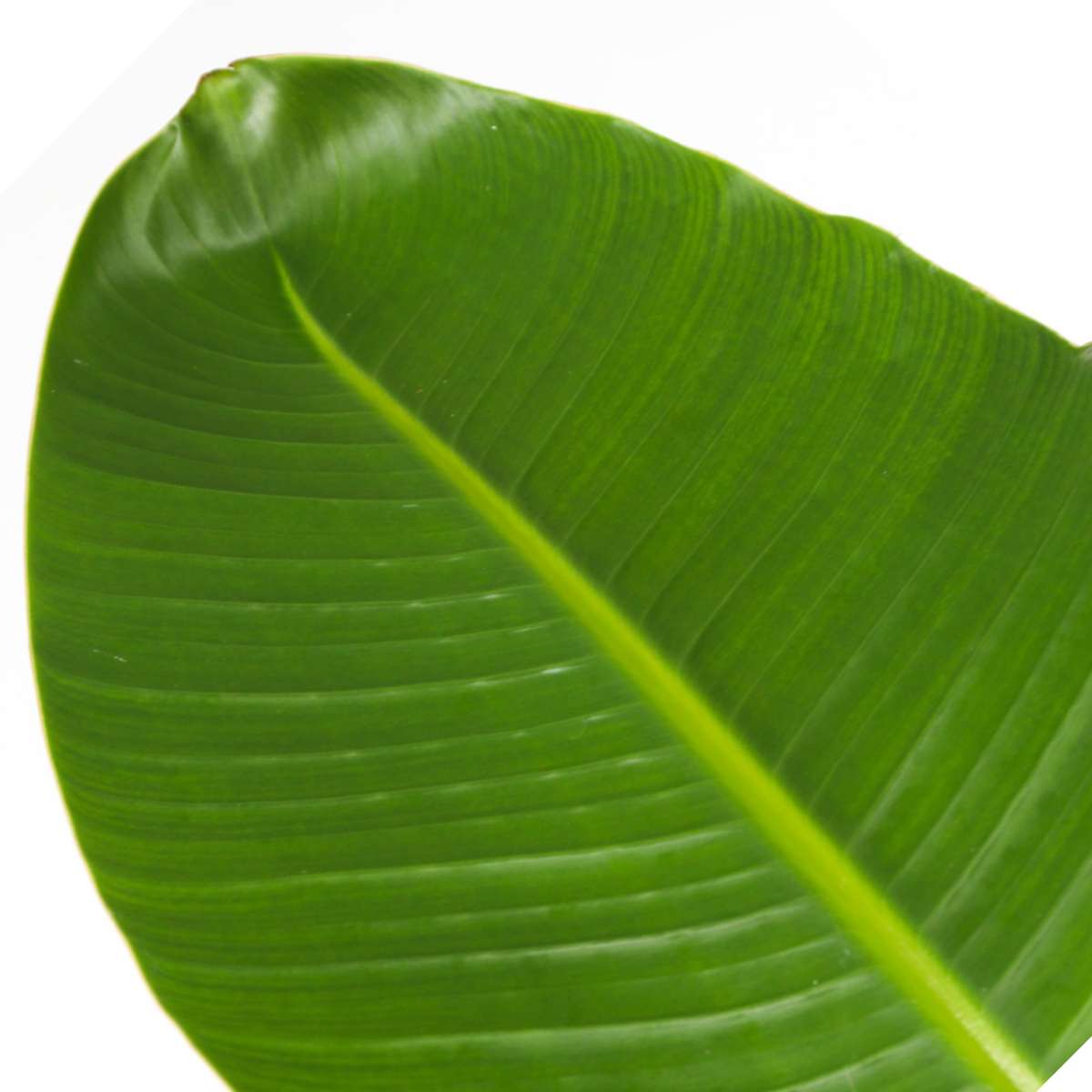 Out Of Category Houseplants Vit Papegojblomma - Set Om 2 - Strelitzia Nicolai - Höjd 55-70Cm - ⌀17Cm