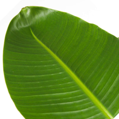 Out Of Category Houseplants Vit Papegojblomma - Set Om 2 - Strelitzia Nicolai - Höjd 55-70Cm - ⌀17Cm