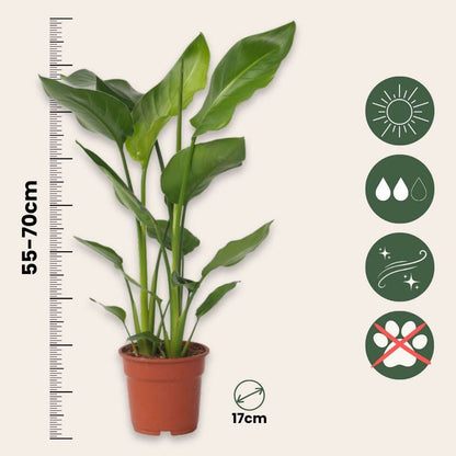 Out Of Category Houseplants Vit Papegojblomma - Set Om 2 - Strelitzia Nicolai - Höjd 55-70Cm - ⌀17Cm