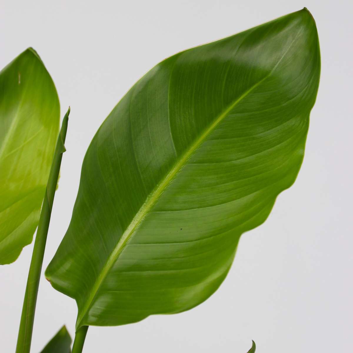 Out Of Category Houseplants Vit Papegojblomma - Set Om 2 - Strelitzia Nicolai - Höjd 55-70Cm - ⌀17Cm