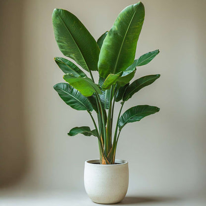 Out Of Category Houseplants Vit Papegojblomma - Set Om 2 - Strelitzia Nicolai - Höjd 55-70Cm - ⌀17Cm