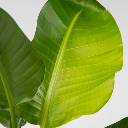 Out Of Category Houseplants Vit Papegojblomma - Set Om 2 - Strelitzia Nicolai - Höjd 55-70Cm - ⌀17Cm