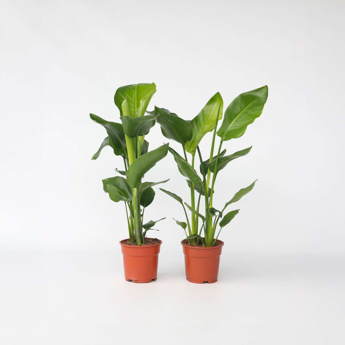 Out Of Category Houseplants Vit Papegojblomma - Set Om 2 - Strelitzia Nicolai - Höjd 55-70Cm - ⌀17Cm