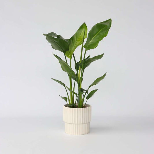 Florastore Vit Papegojblomma - Strelitzia Nicolai - Höjd 55-70Cm - ⌀17Cm