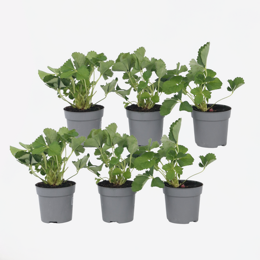 Florastore Jordgubbsplanta - Set Om 6 - Fragaria X Ananassa 'Roman' - Höjd 15-20Cm - ⌀9Cm