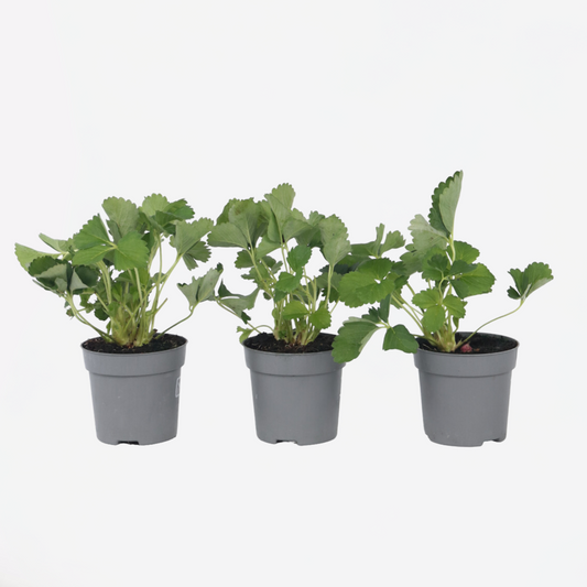 Florastore Jordgubbsplanta - Set Om 3 - Fragaria X Ananassa 'Roman' - Höjd 15-20Cm - ⌀9Cm